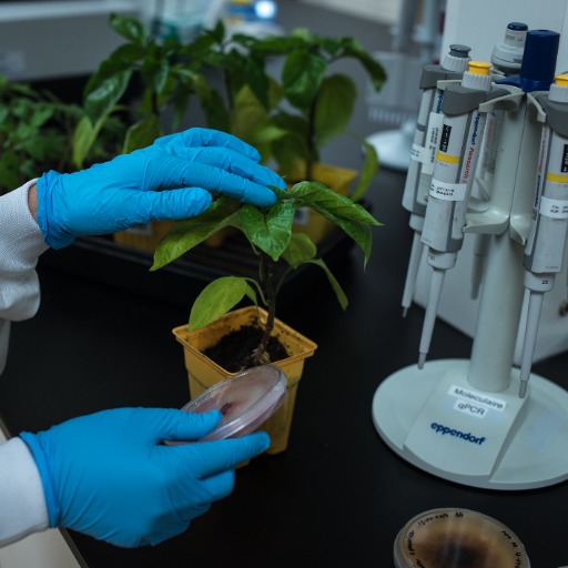 Biopterre - Image
